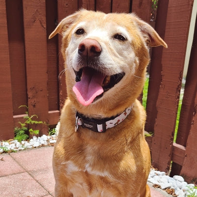 Aloha Dog Co Introductions Brown Dog