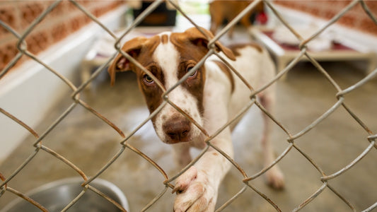 Heartwarming Dog Rescue Stories