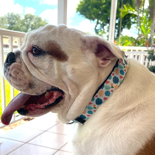 The Ultimate Guide to Choosing the Best Custom Dog Collars for Every Adventure