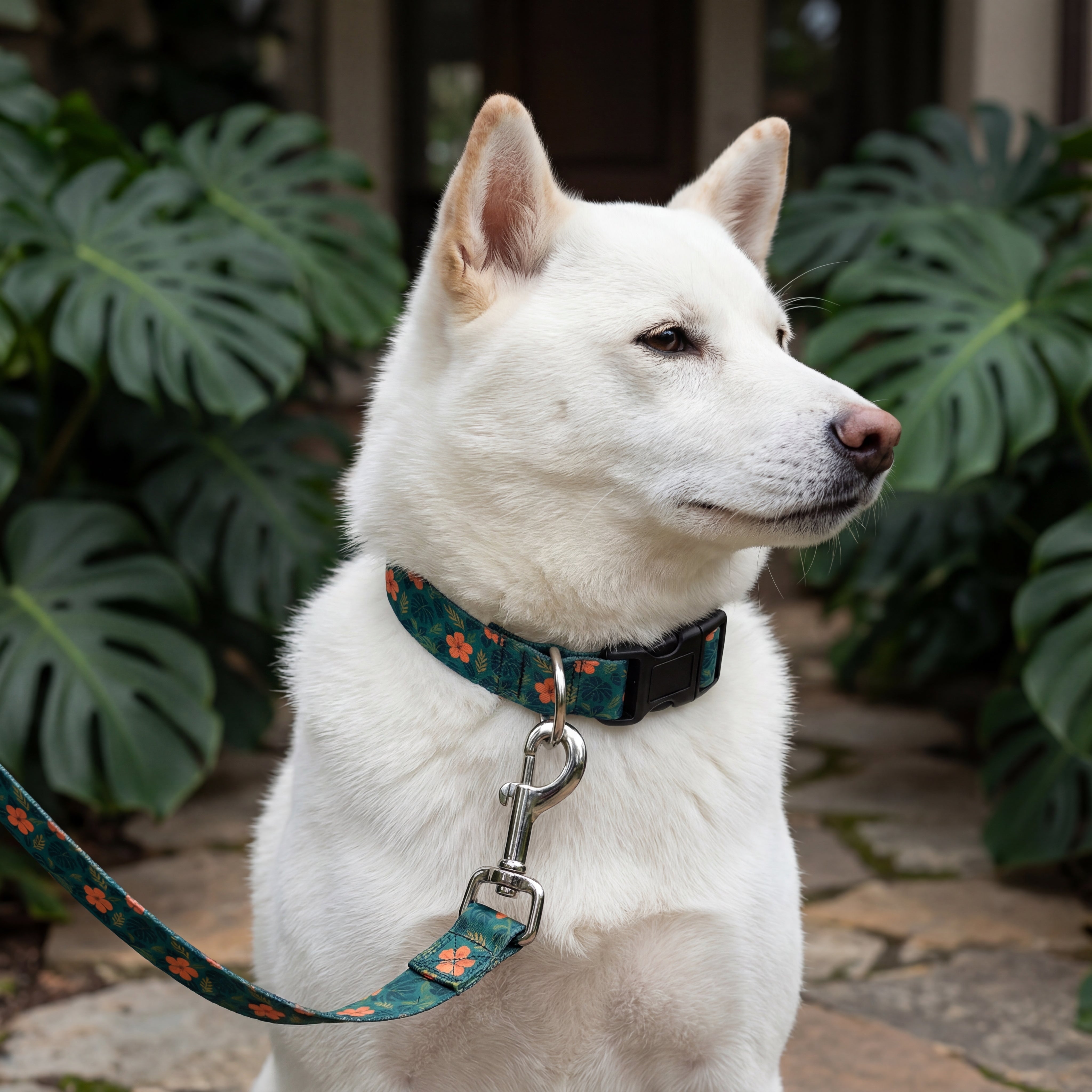 Collar & Leash Sets – Aloha Dog Co