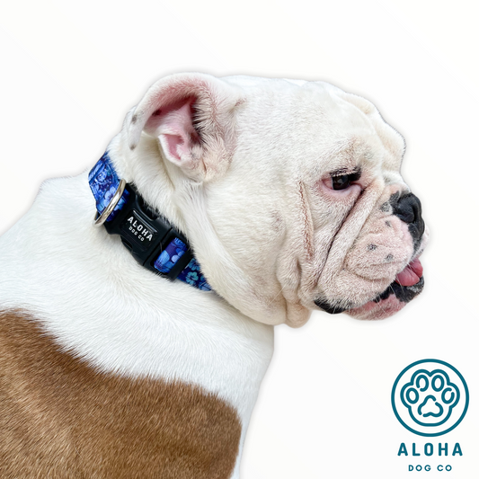 Bulldog in Tropical Blue Collar