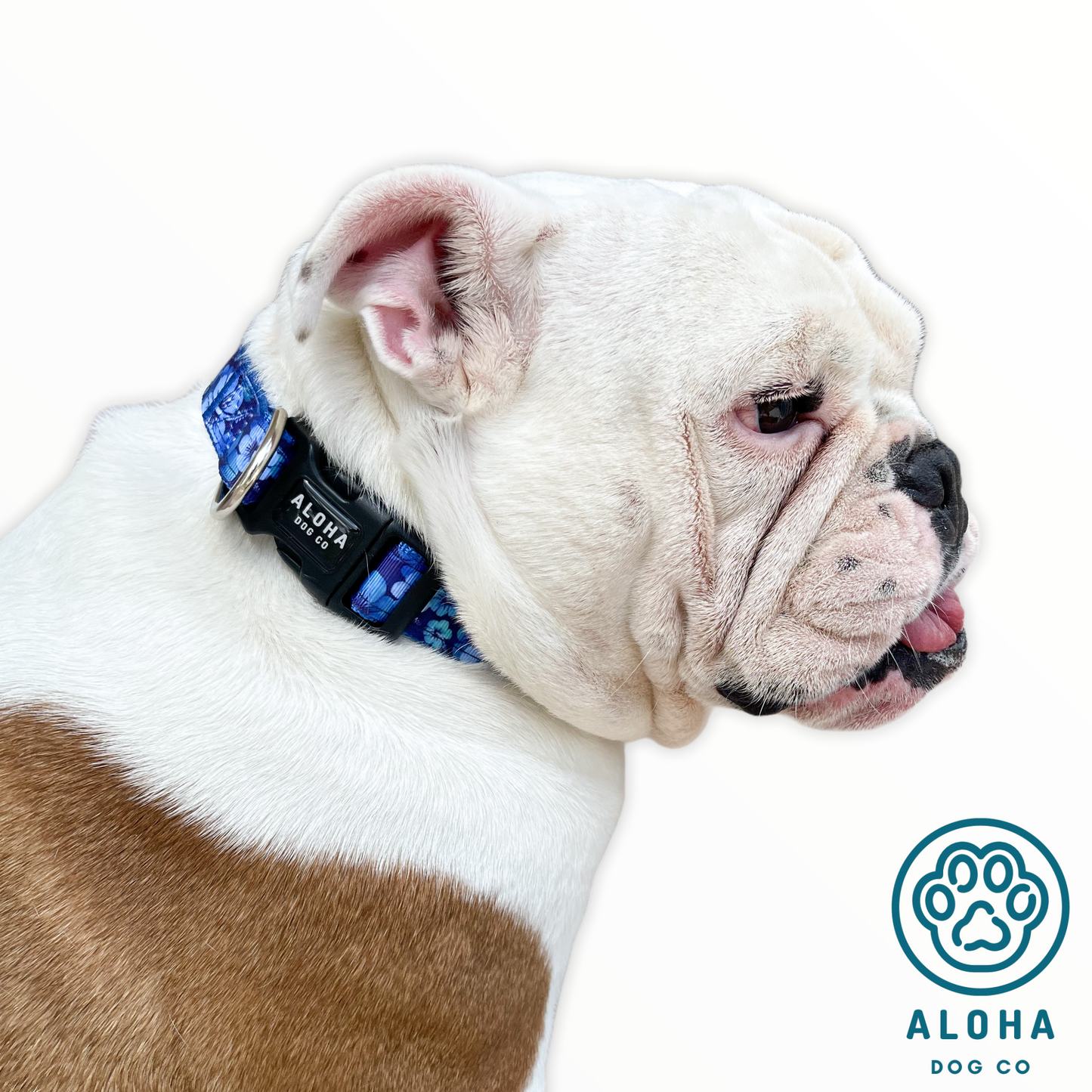 Bulldog in Tropical Blue Collar