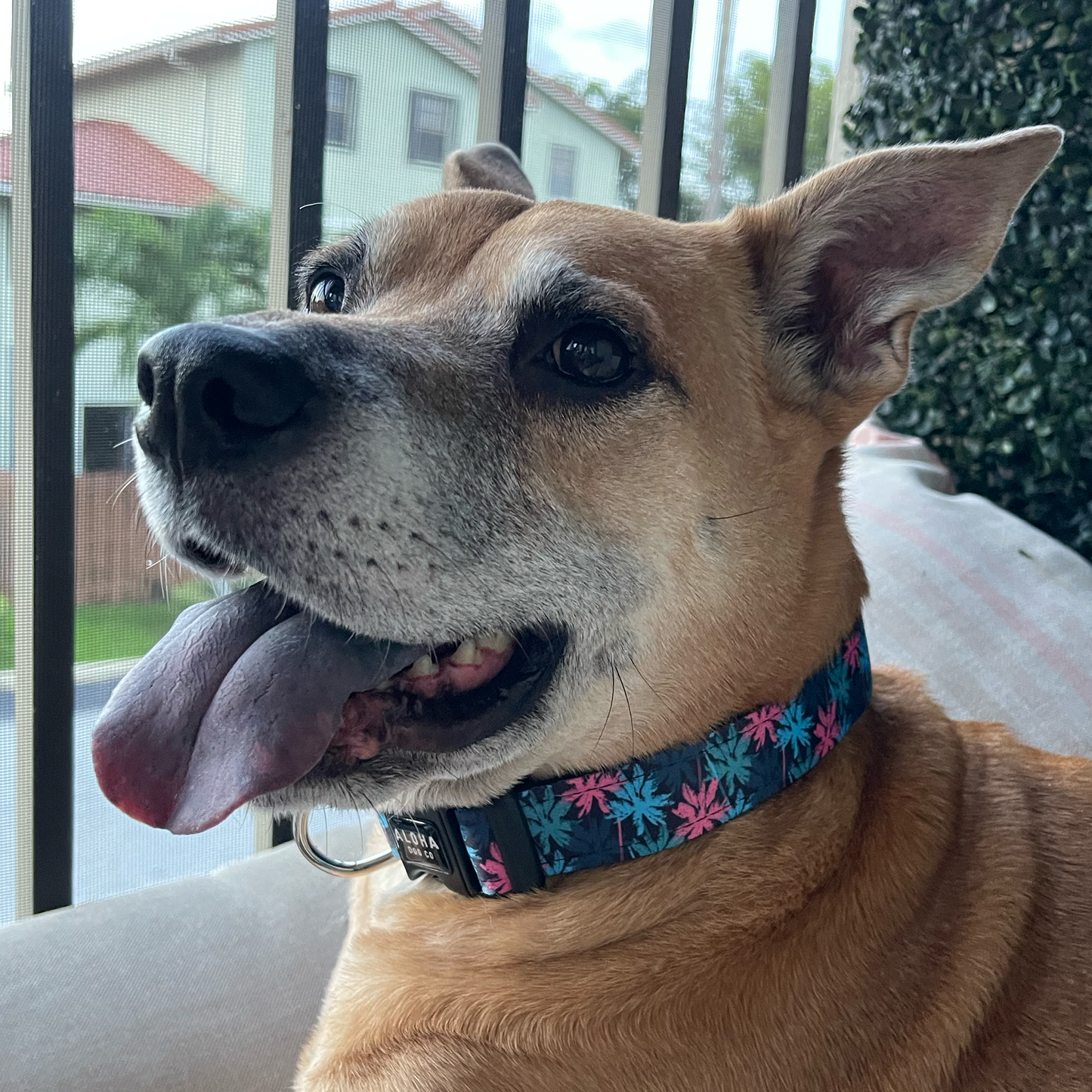 Maui Vice Collar