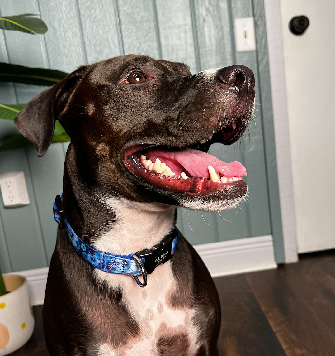 Find Dogs Finding Forever Homes: The Benefits of Adopting Shelter Dogs – Aloha Dog Co