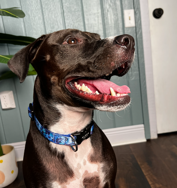 Finding Forever Homes: The Benefits of Adopting Shelter Dogs