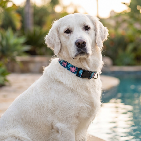 Summer Dog Gear Checklist for Easy Everyday Outings