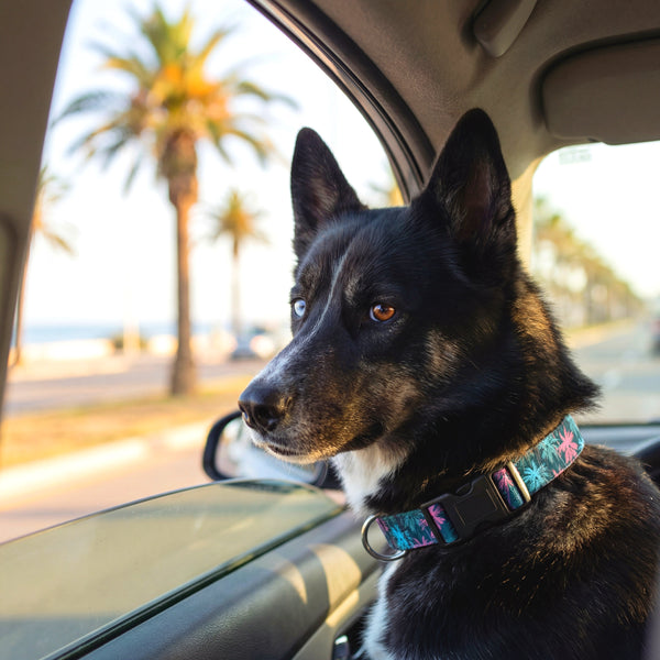 How to Road Trip with Your Dog: Complete Planning Guide