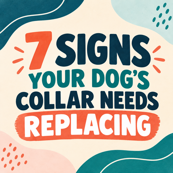 7 signs your dog's collar needs replacing