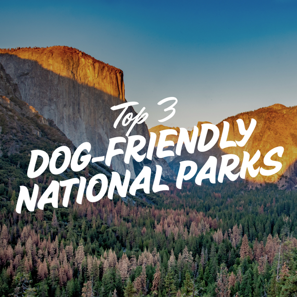 Top 3 Dog-Friendly National Parks for Adventure Seekers
