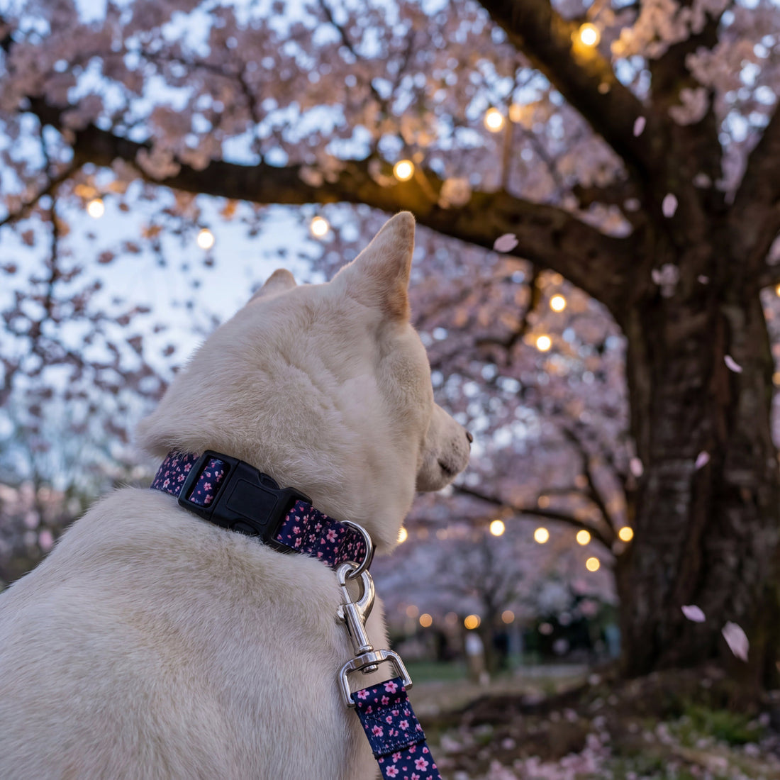 New Year, New Routine: 10 Simple Dog-Walk Upgrades for 2026