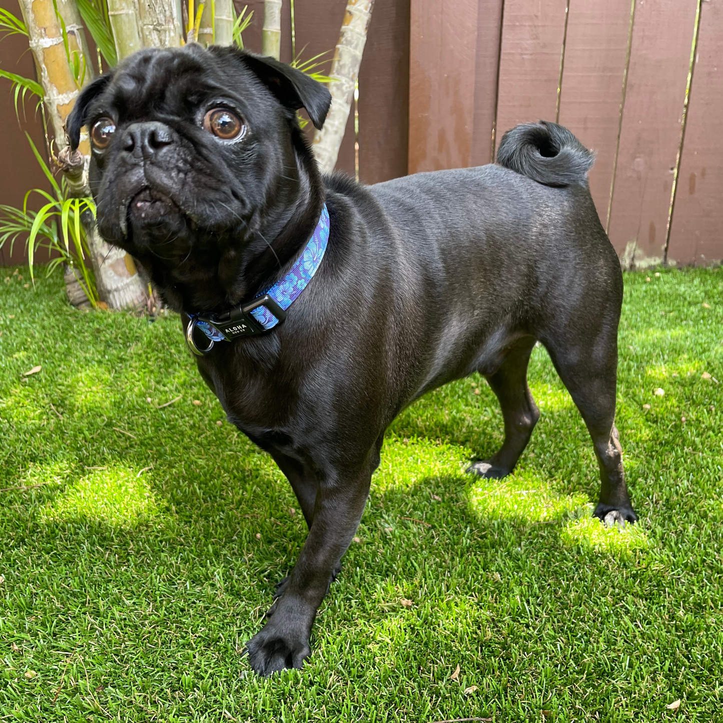 Hawaiian Tropics Collar