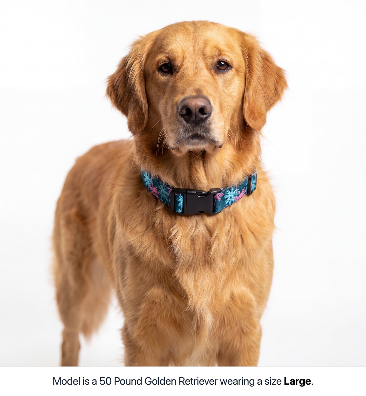 Maui Vice Collar