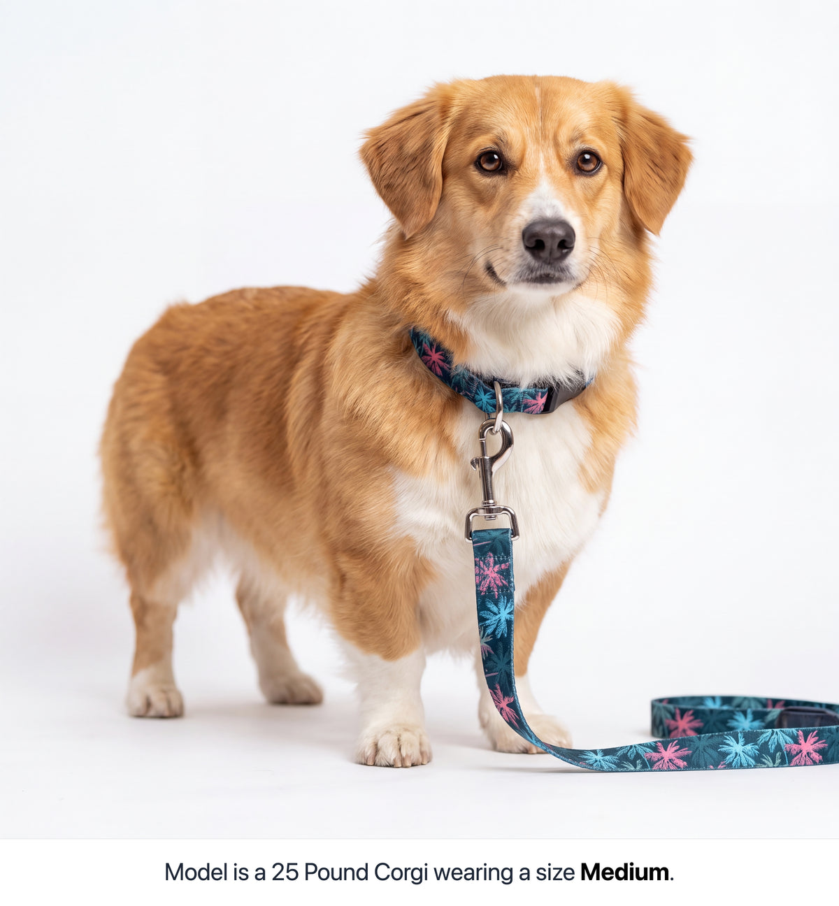 Maui Vice Collar