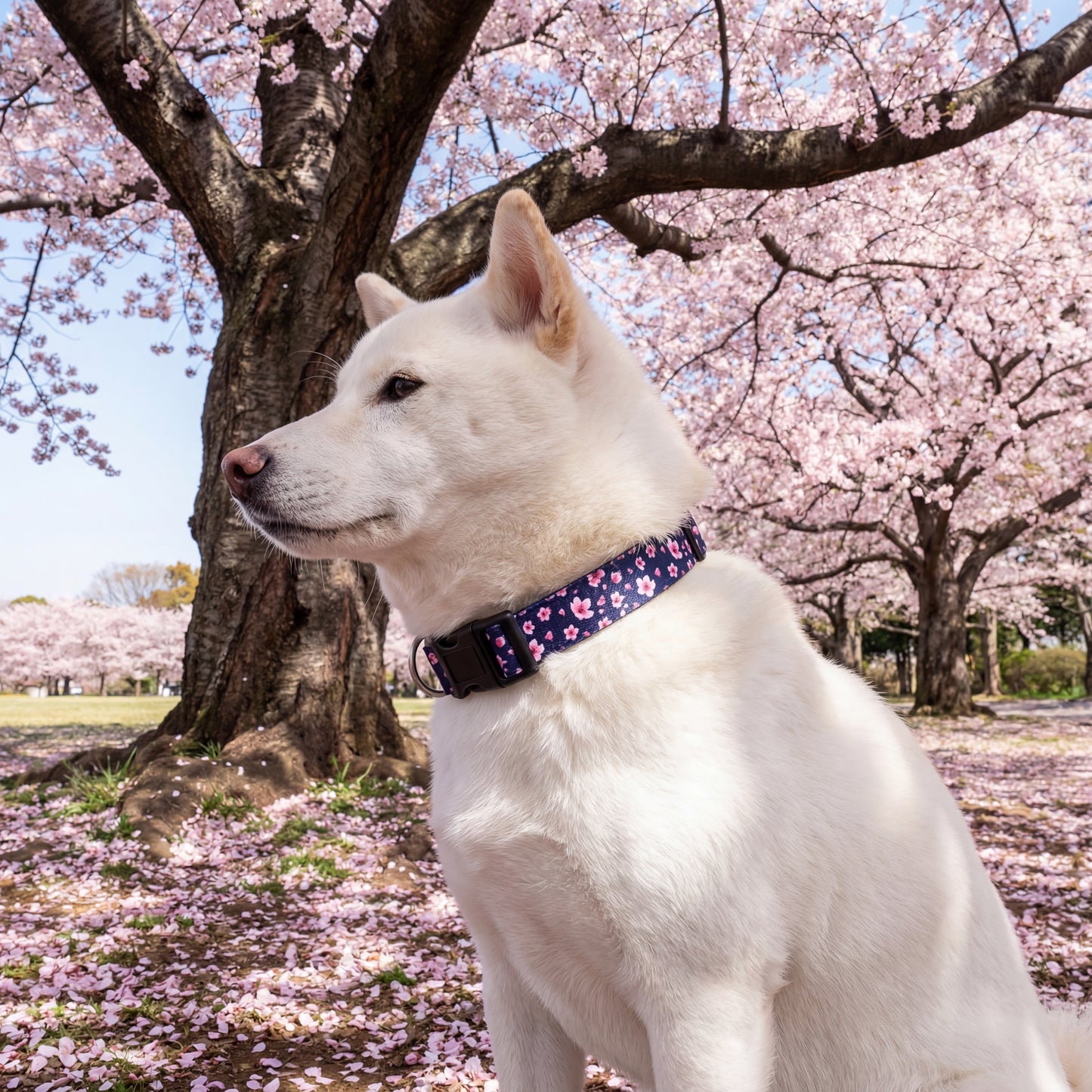 Cherry Blossoms Leash