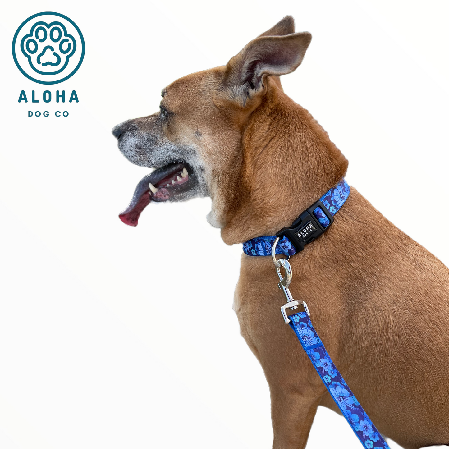 Mixed Breed Dog in Tropical Blue Leash