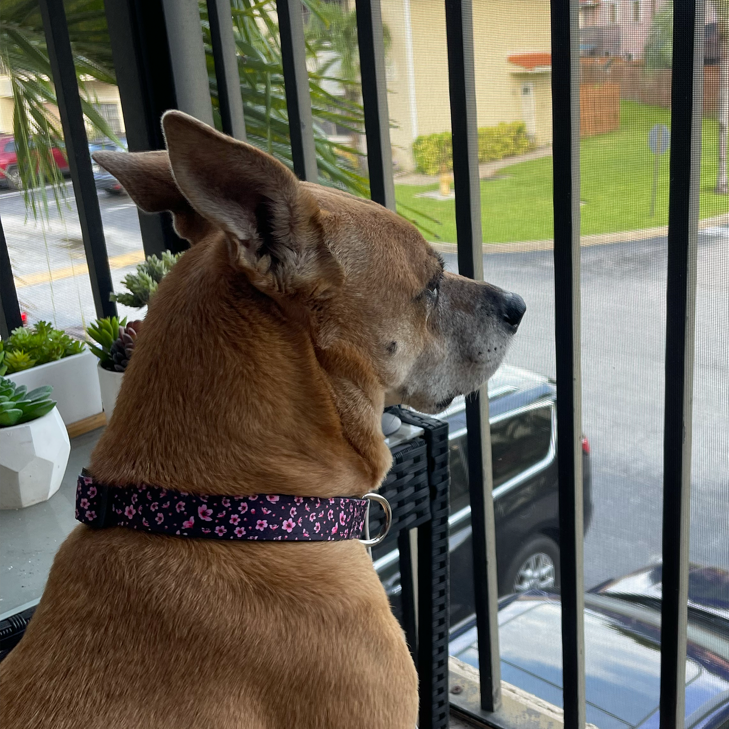 Cherry Blossoms Collar