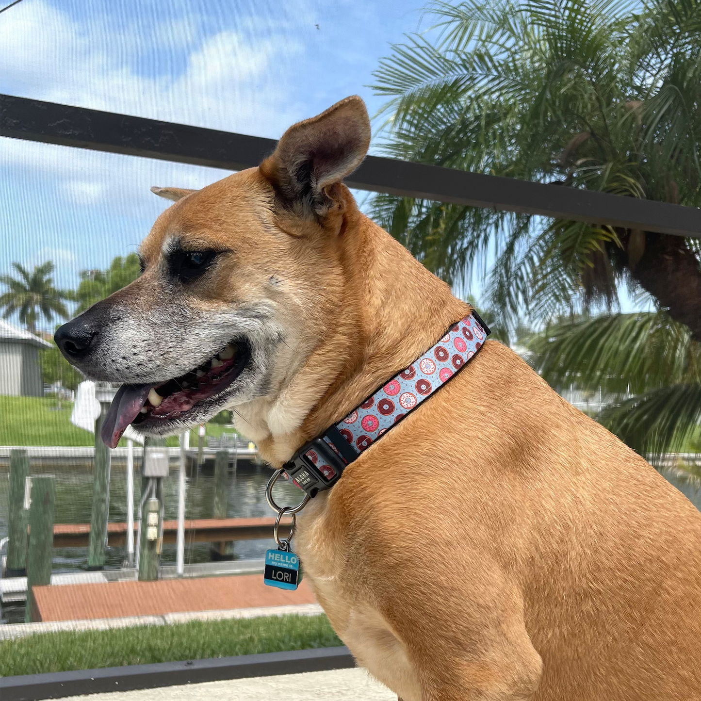 Donuts Dog Collar from Aloha Dog Co. Hawaii, Beach, Tropical inspired designs.