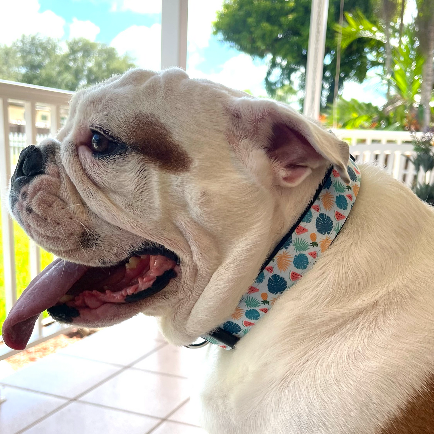 Fruit Tropical Dog Collar from Aloha Dog Co. Hawaii, Beach, Tropical inspired designs